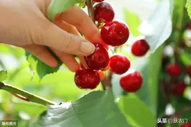 甜樱桃美早早期丰产栽培管理技术，教你各阶段树形怎么管理？图片