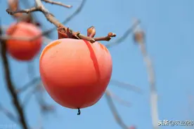 以寻甸县为例，次郎甜脆柿栽培技术，相关工作人员不妨参考参考图片