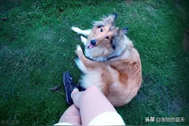 为什么狗喜欢在我们脚边坐着和躺着？7个原因可说明这个现象图片