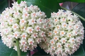 花比蜜汁甜，比兰花还香，阳台养盆球兰，花球一串串，一开大半年图片