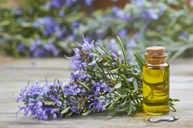 迷迭香（Rosmarinus officinalis）（唇形科植物）图片
