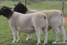 杜波羊纯种养殖场杜泊羊一胎产几个仔杜波羊3-6个月羊羔多少钱图片