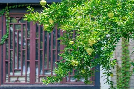 院子里种4种树，注意辨别“公母”，选错了只开花不结果图片