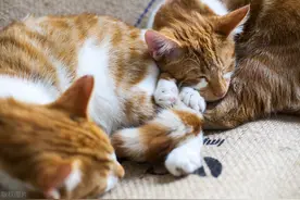 流浪猫有话说：猫族是怎样被人类所拐的？图片