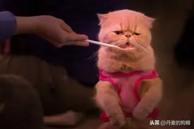 熟肉为什么不行为什么一定要要生骨肉喂猫图片