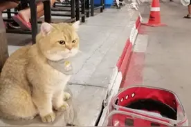 猫：给我气炸了都图片