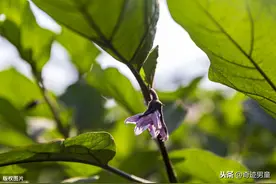 自己种的茄子，吃出幸福的味道图片