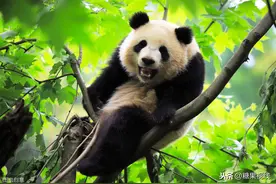 妈妈告诉我：大熊猫为什喜欢吃竹子，你知道吗？图片