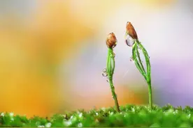 新手学习手机摄影，先读这篇，节省你至少10倍时间图片