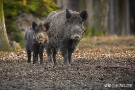 农村野猪成灾，咋办？祸害庄稼不能捕，补贴无望，看老农轻松应对图片