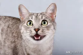 猫喵喵叫让你觉得很可爱？研究真相表明，猫叫其实还有更多的秘密图片