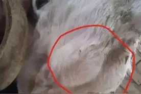 羊的下巴水肿、消瘦到底什么病？图片