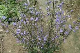 农村这种常见野草，虽花朵艳丽但用处更大，遇到了请脚下留情图片