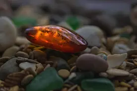 有一味中药李时珍说是虎之精魄，能养心安神调失眠，还能活血通经图片