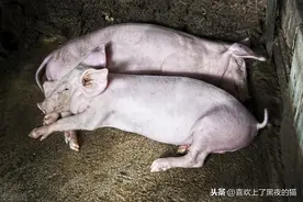 不太可能吧？替米考星可以治好非洲猪瘟？图片