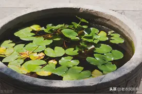 农村水缸不要扔，用来种藕很划算，好看又好吃，三步教你轻松种藕图片