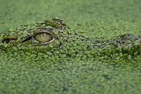印尼鳄鱼打盹也“心机”，伪装水中凶恶眼神让人发毛图片