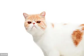 加菲猫感冒可以自愈吗图片