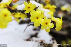 「芳心犹卷怯春寒」十二首春寒诗词欣赏，感受诗词中的倒春寒图片