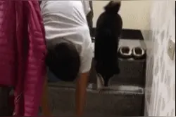 狗狗不敢爬楼梯，主人跪地上言传身教：你看，就是这样爬的图片