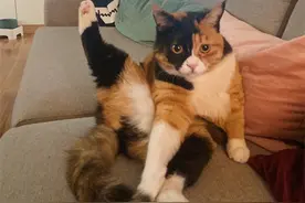 猫咪酷爱舔毛，动作如此奇特，主人：浓香的猫味？图片