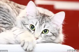 【齐齐哈尔萌宠】猫咪怀孕应该吃什么好图片