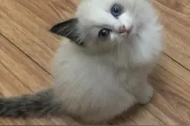 猫咪百科之布偶猫图片