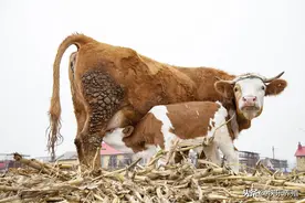 如何让母牛一年产一头牛犊？养牛户需做好5点图片