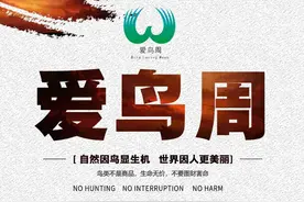 “爱鸟周”宣传海报连展|山西：自然因鸟显生机 世界因人更美丽图片