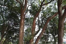 房屋旁长樟树影响风水？玉山一村民因4棵樟树被判刑图片