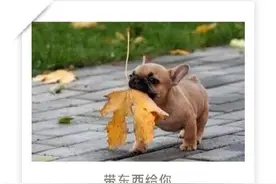 狗狗这几种行为背后的意思你都了解吗？图片