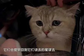 离开家好几天，你的猫会想你吗？图片