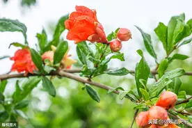 石榴花期管理很重要，轻视可能诱发4种危害，做好5个细节可助丰收图片