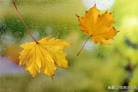 散文诗：落叶图片