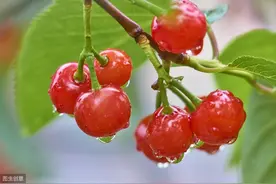 4月15日起，到西昌樟木箐摘茅坡樱桃图片