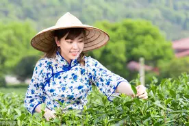手工茶叶采摘技术，决定着高端茶叶的品质，这8种方法很重要图片