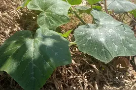 带娃乡下一日游之观察各种各样的蔬菜图片
