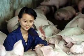 养一头猪到底能赚多少钱？美女饲养员给你算算这笔账图片