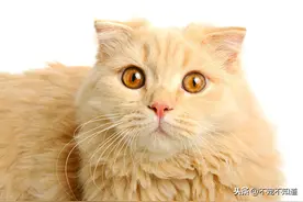 世纪难题！猫咪走丢了怎么办？图片