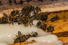 喂养蜜蜂的白糖水，比例多少适合？最科学的方法，直接计算出结果图片