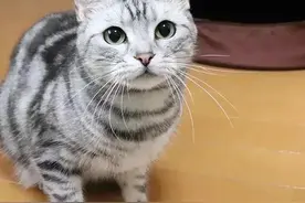 哭了，豆瓣养猫劝退小组，每一条罪状都扎心图片