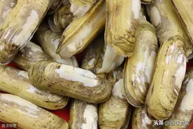 瞧好了，双色蛏青子，这样做，肥嫩鲜美，汁水香浓，20分钟搞定图片