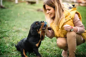 犬莱姆病—以蜱为传播媒介的一种自然疫源性人兽共患的流行与防治图片