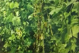 看根部及维管束识病害图片
