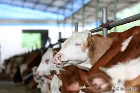 多年养牛人，从来秘不示人的三个养牛增重绝招图片