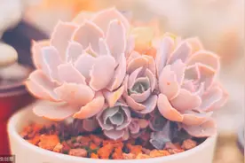 五彩斑斓的多肉，让人眼花撩乱！图片