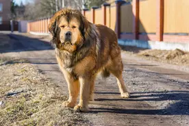 三只饿狼咬死了藏獒，而一只长白山汗王犬竟咬死了这三只饿狼图片