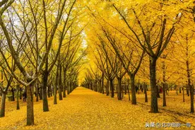 一叶知秋，活化石银杏树你所不知道的小秘密图片