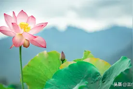 诗词摄影中，如何表现牡丹荷花的灼灼其华，如何拍出意境美？图片