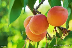 杏子，杏子图片